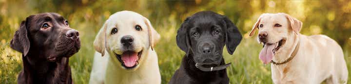 Labradors Forums banner